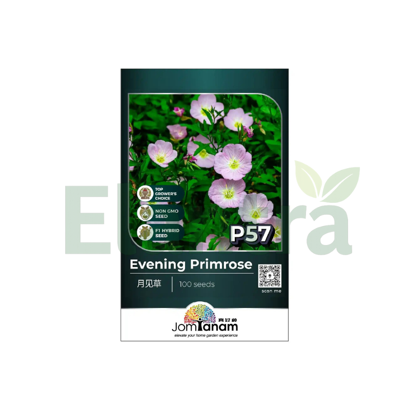 P57 EVENING PRIMROSE